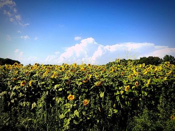 Full frame shot of yellow flowers in field