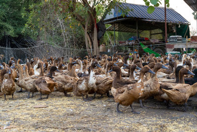 Flock of birds in the farm