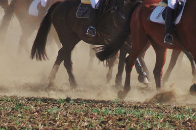 Low section of people riding horses