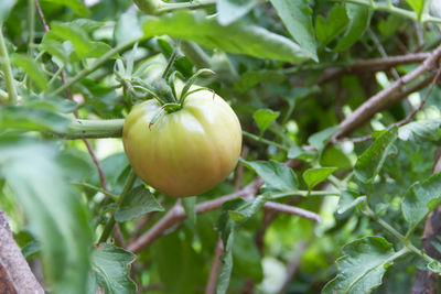 Close-up of fruit growing on tree