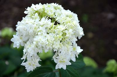 Close-up of white flowers