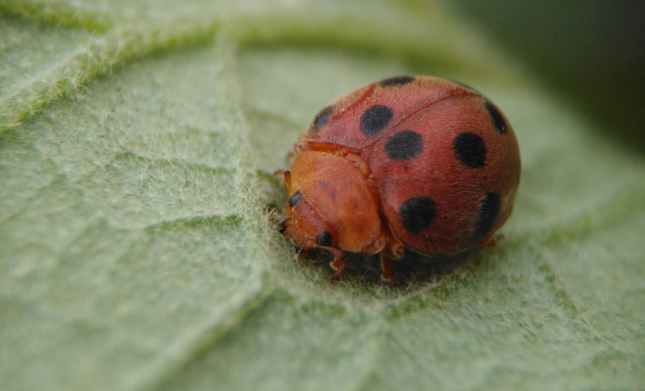 Old ladybug