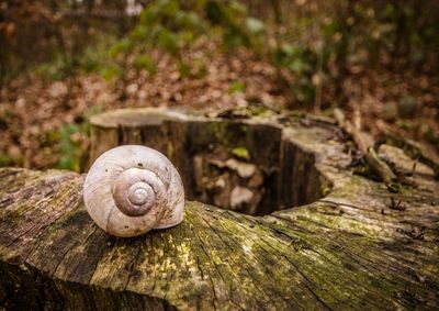 Close-up of snail on wood