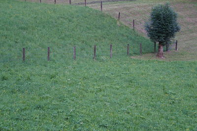 High angle view of trees on field