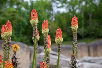 Close-up of red flowering plants on field