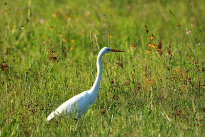 Gray heron on field