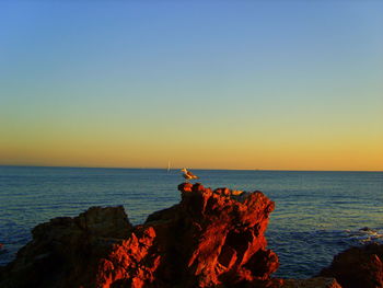 Seagull on rock by sea against clear sky