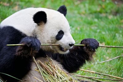 Panda eating bamboo stick