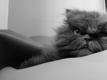 Close-up of cat sitting on sofa at home