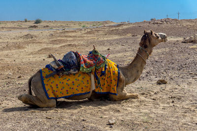 Panoramic view of a horse on sand