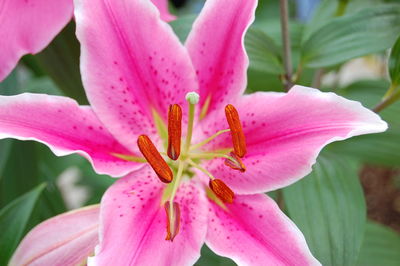 Close-up of pink lilies blooming in park