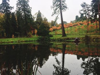 Reflection of trees in lake