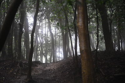 Low angle view of bamboo trees in forest