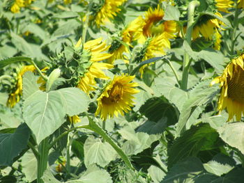 Close-up of yellow flowers blooming outdoors