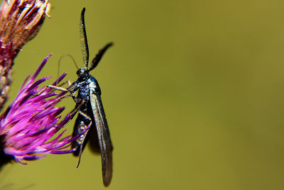 Close-up of insect on flower