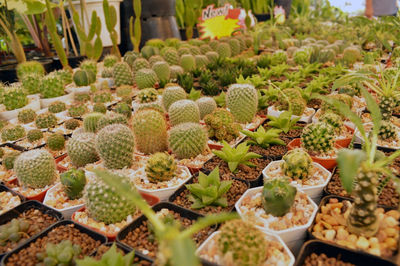 There are many cactus plants at the cactus shop.