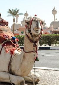 Horse in a front of built structure