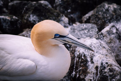 Close-up of a bird on rock