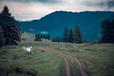 View of white horse on country road amidst field against sky and mountains, altai, russia