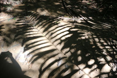 High angle view of trees in sunlight