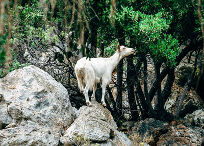 Sheep standing on rock against trees