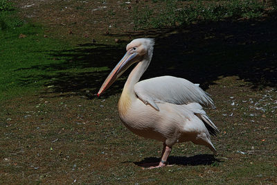 High angle view of gray heron on grass