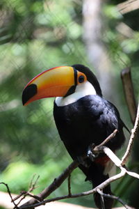 Close-up of bird perching on branch
