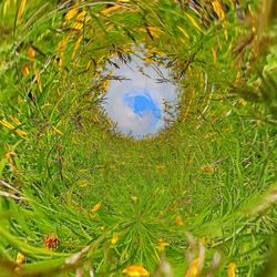 High angle view of fresh green plants
