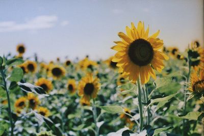 Close-up of sunflower on field against sky