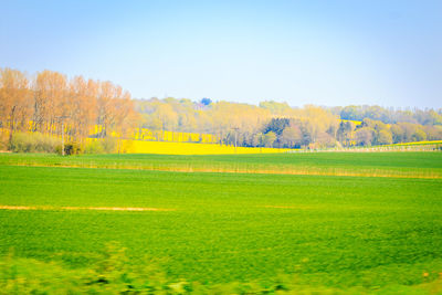 Scenic view of field against clear sky during autumn