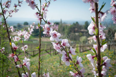 Close-up of pink cherry blossoms in spring