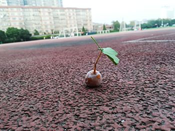 Close-up of dead plant growing in city