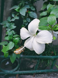 Close-up of white flowers blooming outdoors