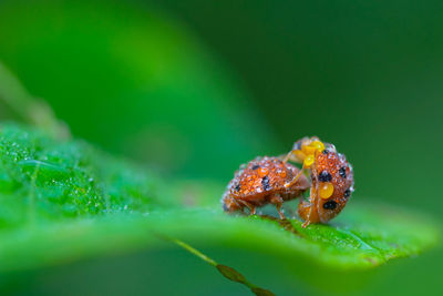 Close-up of insect on leaf