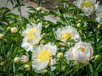 Close-up of white flowers