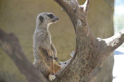 Meerkat on bare tree