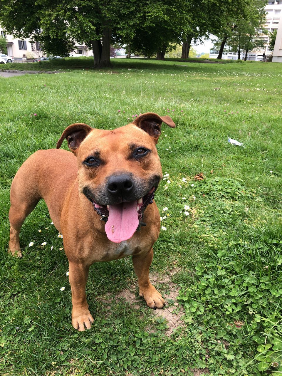 plant, canine, dog, pets, mammal, grass, domestic, domestic animals, one animal, animal themes, animal, vertebrate, field, green color, sticking out tongue, looking at camera, land, facial expression, nature, portrait, mouth open, no people, panting, outdoors, animal head