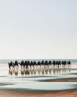 People riding on camels at beach against clear sky