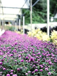 Close-up of pink flowering plants in greenhouse