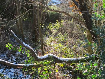 View of tree in forest