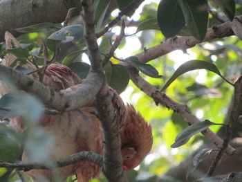 Low angle view of a bird on tree