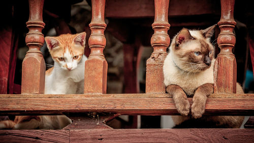 Low angle view of cats looking through balustrade