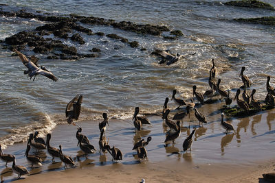 High angle view of seagulls at beach