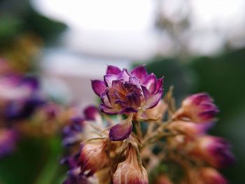 Close-up of purple flowers blooming outdoors