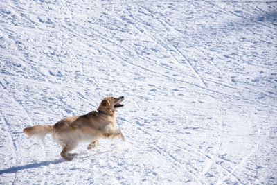 Dog running on snow covered landscape