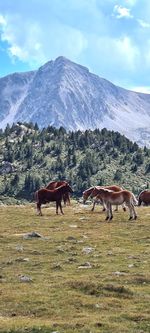 Horses grazing on field against sky