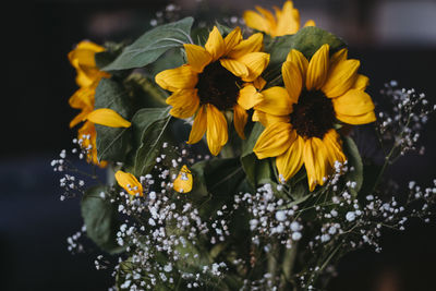 Close-up of yellow flowering plants