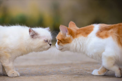 Close-up of cat