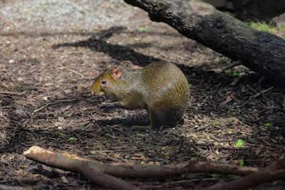 Close-up of mouse