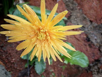 Close-up of fresh yellow flower blooming outdoors